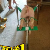 阉猪器 阉割架仔猪小猪用场养猪用设备用品工具阉割器仔猪 阉猪架